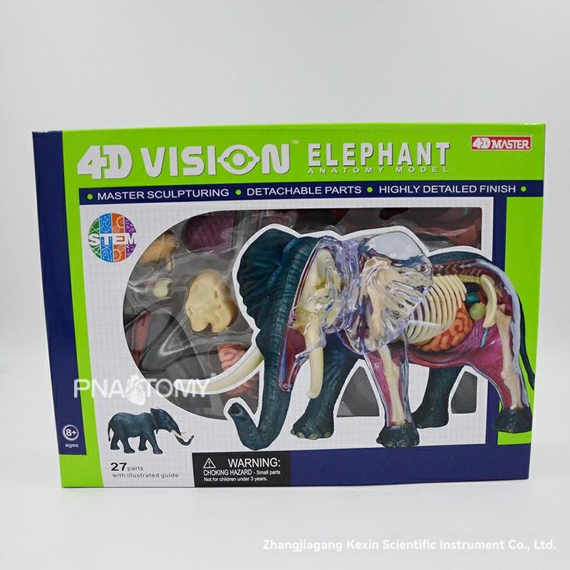 4D Master Cow Anatomy Model – Educational Science Toy  |  Science & Discovery Learning & Development Science & Discovery