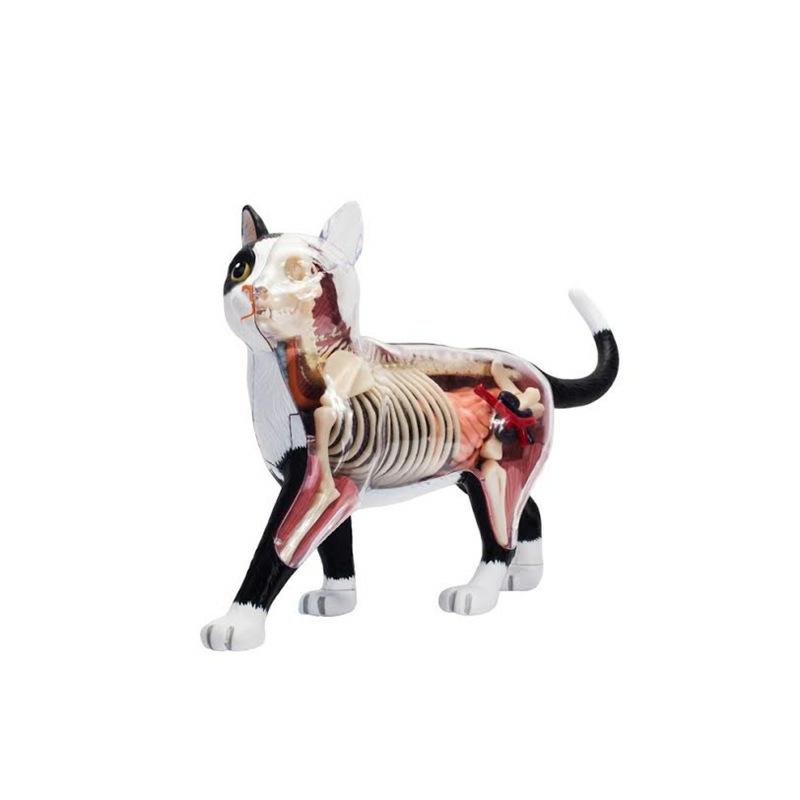 Be Good Company – 4D Vision Orange Cat Anatomy Model – Educational Toy  |  Science & Discovery Learning & Development Science & Discovery